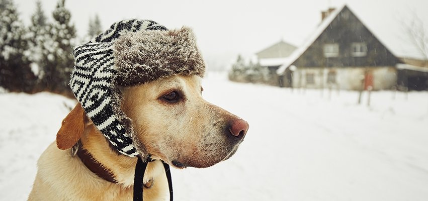 Winter Tips for your dog | North Hound Life