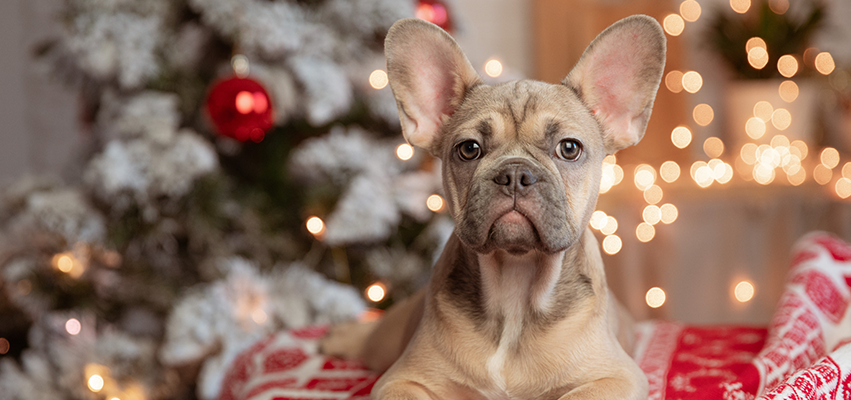Holiday Gift Guide for Pet Parents