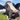 Bovine Colostrum for Dogs: Benefits, Uses, and How to Choose a Quality Supplement