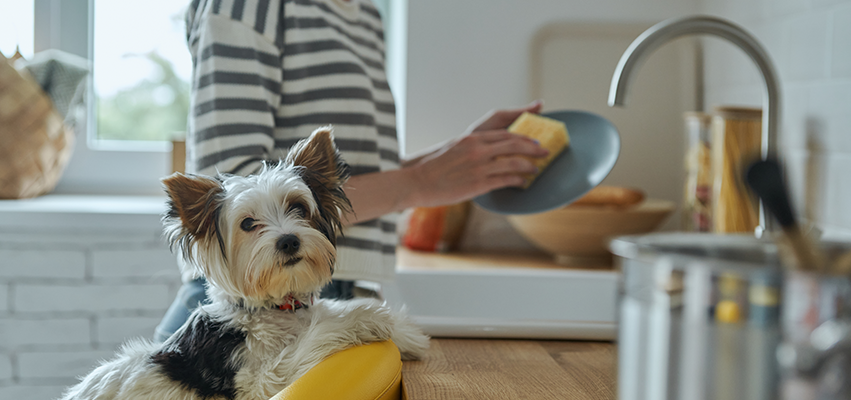 Natural, non-toxic and dog-safe cleaning products for your home | North Hound Life