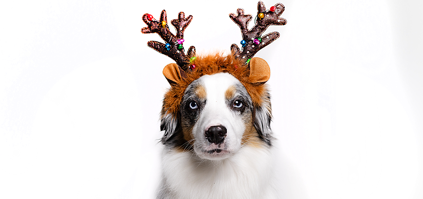 Holiday Gift Guide For Dogs 2023