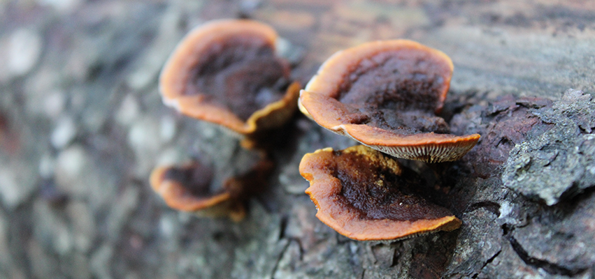 The Benefits of Whole Fruiting Body Mushrooms for Your Dog