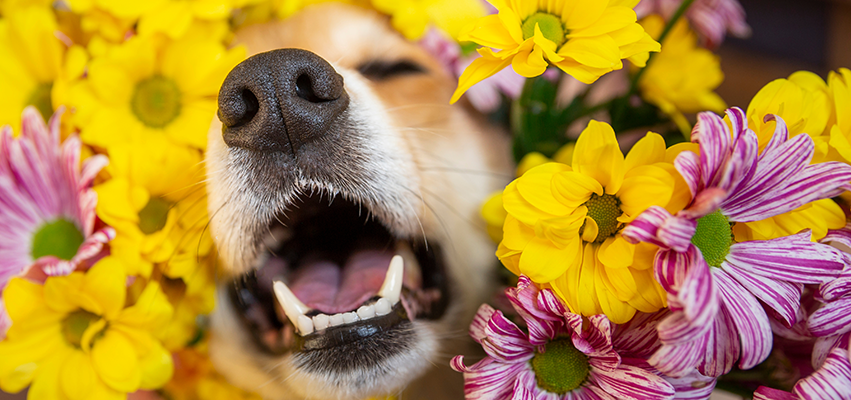 6 Natural Supplements to Combat Your Dog’s Seasonal Allergies