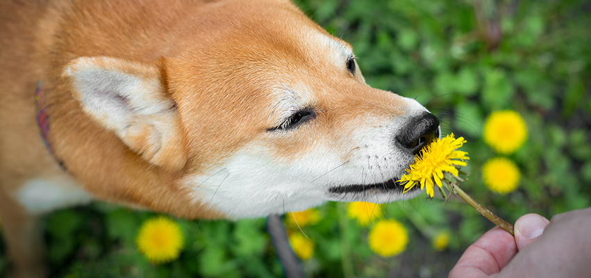 Unveiling the Hidden Health Superpowers of Dandelion for Dogs