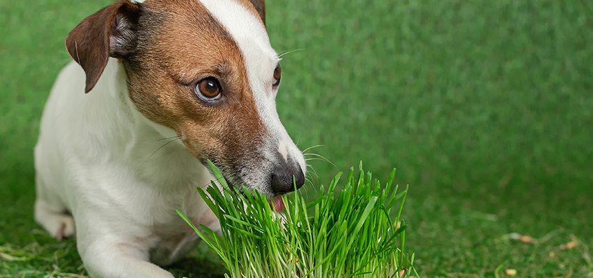 Mighty Greens for Mighty Dogs: The Supercharged Health Boost Every Dog Needs
