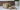 Can Turkey Tail Mushroom Help Reduce Fatty Lumps (Lipomas) in Dogs?