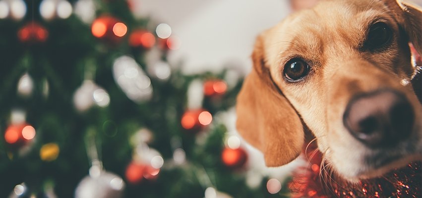 Canadian Holiday Gift Guide for Dogs | North Hound Life