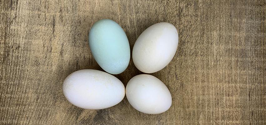 Duck Eggs - Good for you and your dog! | North Hound Life