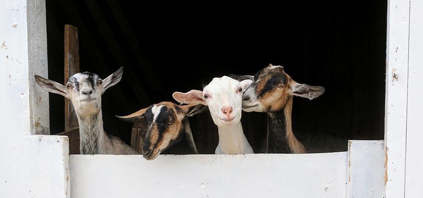 Got Goat Milk? | North Hound Life