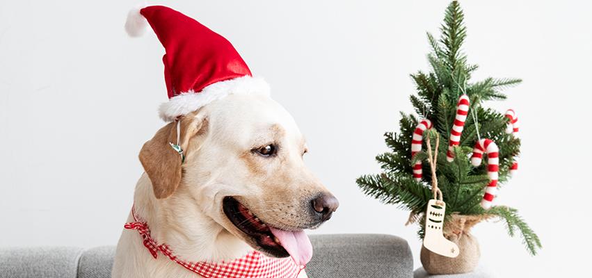Holiday Gift Guide for Dogs & Cats - 2020 | North Hound Life