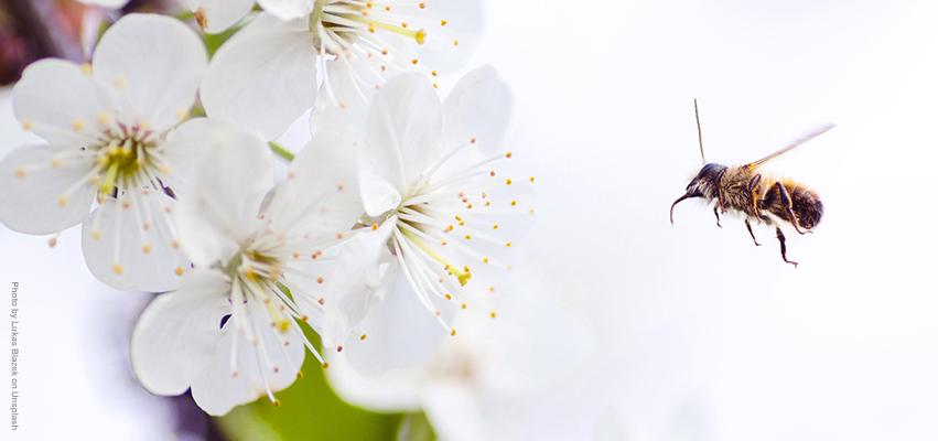 The Powerhouse Bee Pollen | North Hound Life