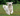 White blonde long haired dog running towards the camera on grass, with a stick in their mouth