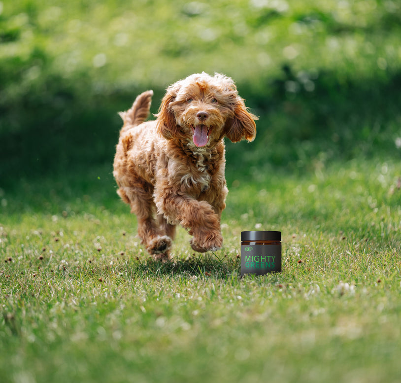 Mighty Greens Super Greens For Dogs Supplement North Hound Life