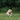 A small fluffy dog with tan and cream fur runs through a grassy field of small white flowers, with a soft-focus green forest background.