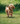 Young golden doodle dog running towards the camera on short grass 