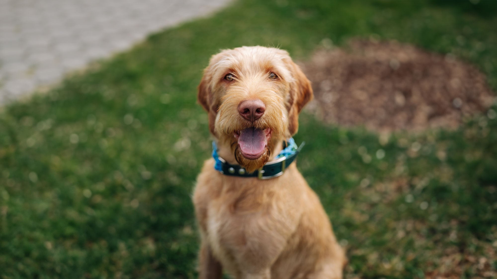 Can Grass Help Dogs With Circulatory Health photo