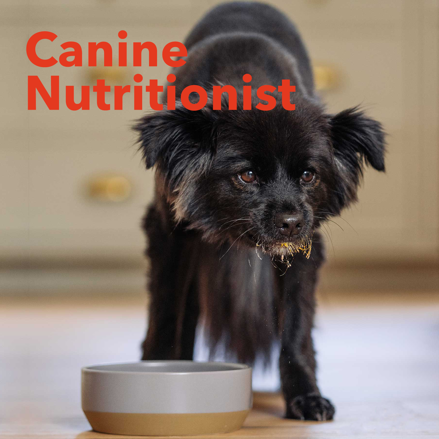 Canine Nutrition Consultation